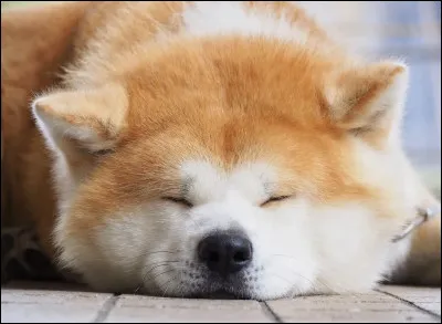 Cet akita inu japonais est célèbre pour avoir attendu chaque jour pendant dix ans à la gare de Shibuya son maître décédé :