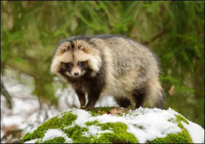 Quel est lautre nom du chien viverrin ?