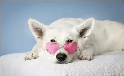 Comment dit-on "chien" en anglais ?