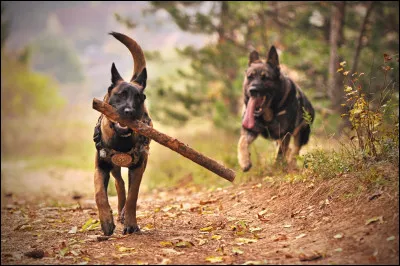 Lesquelles de ces races de chiens sont les plus utilisées par les policiers ?