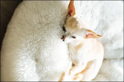 Retrouvez la plus petite race de chiens :