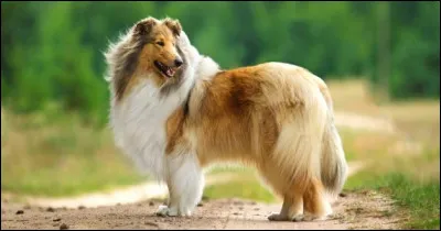 Quelle est la race du chien "Lassie" que vous pouvez voir sur cette image ?