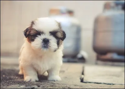 Quest-ce que le « chiendent » ?