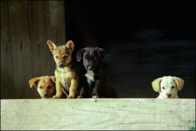 Ulysse, en rentrant à Ithaque après sa longue odyssée, se fait déguiser en mendiant par sa protectrice Athéna pour que les prétendants occupant son royaume ne le remarquent pas le temps quil prépare un plan.
De toute son île, personne ne le reconnaît à son arrivée à part :
