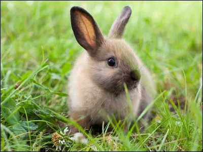 Quel est cet animal ?