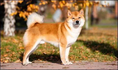 Quel est cet animal ?