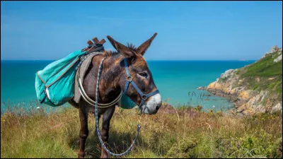 Quel est cet animal ?