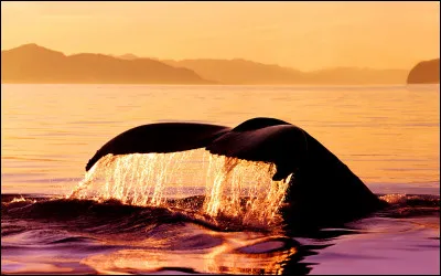 Quel est cet animal ?