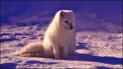 Quel est cet animal ?