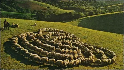 En rapport avec la question 5, voici une photo prise en 1969 sans retouche numérique à l'époque. Qui est l'auteur de cette photo mettant en scène des moutons ?