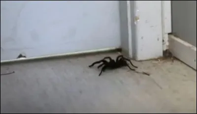 Tu es sur Quizz.biz et d'un coup, tu entends ton frère qui crie parce qu'il y a une araignée. Comment réagis-tu ?