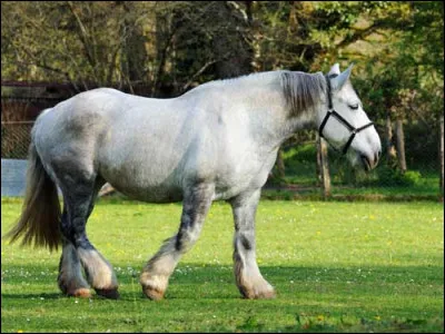 Quelle est la race de ce cheval ?