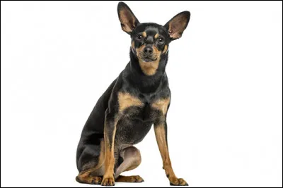 Quelle est la race de ce chien ?