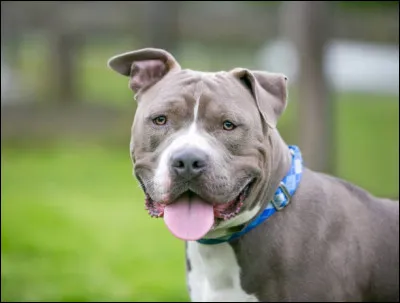 Quelle est la race de ce chien ?