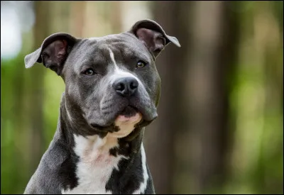 Voici un chien qui ressemble beaucoup au pitbull, c'est le...