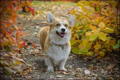 Quelle est la race de ce chien ?