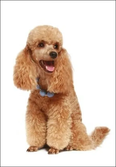 Quelle est la race de ce chien ?