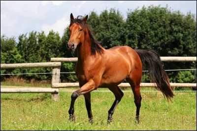 Quelle est la race de ce cheval ?