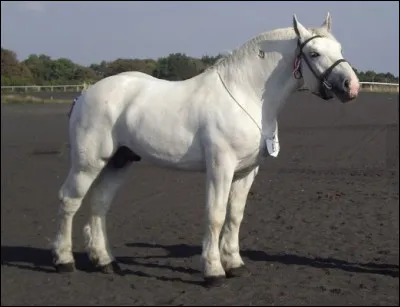 Quelle est la race de ce cheval ?