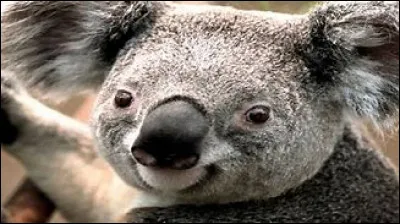 Quel est cet animal ?