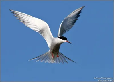 Peut être fait avec du charme, c'est le...