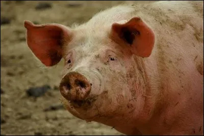 Est à la mer ou dans la montagne, c'est le...