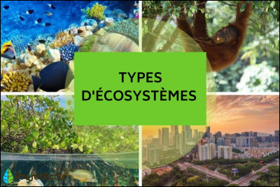 Laquelle de ces définitions correspond le mieux à la notion d'écosystème ?