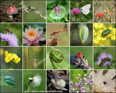 Quel terme utilise-t-on pour désigner l'ensemble des espèces présentes dans un écosystème ?