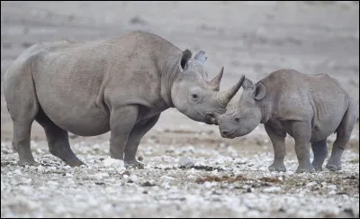 La biodiversité se renouvelle en permanence.