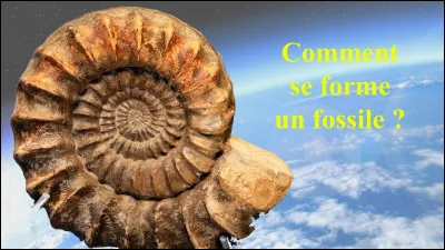Quelles sont les conditions nécessaires à l'apparition de fossiles ?