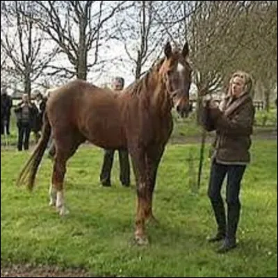 Sport : 
Né le 7 avril 1980 et mort le 12 janvier 2013, quadruple vainqueur du Prix d'Amérique, Ourasi fut élu meilleur trotteur de tous les temps par le journal ''L'Équipe'' en 2006. Quel était son surnom ?