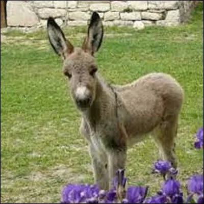 Chanson : 
En 1968, qui a interprété la chanson ''Le Petit âne gris'' ?