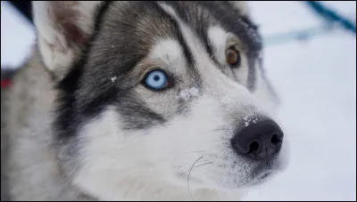 À quel chien appartient ce beau regard ?
