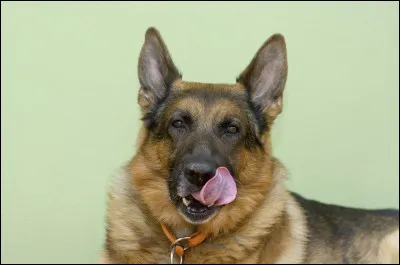 À quel chien appartiennent ces yeux ?