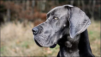 À quel chien appartient ce regard ?