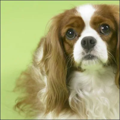 À quelle race de chien appartient ce regard ?