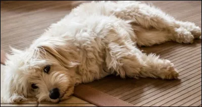 À quel chien ces yeux appartiennent-ils ?