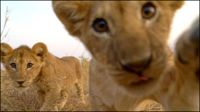 Comment nomme-t-on le bébé du lion ?