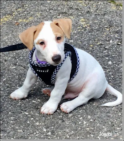 Quel est le petit du chien ?