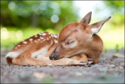 Quel est le nom du bébé cerf ?