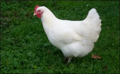 Quelle est la race ?