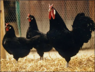 Quelle est la race ?