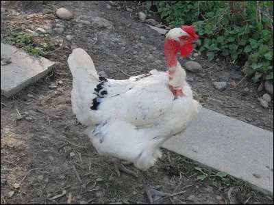 Quelle est la race ?