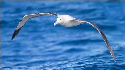 ''L'Albatros'' est un poème de Charles Baudelaire.