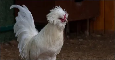 Qui portait une sorguge ?