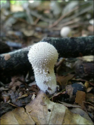 La bergelade &eacute;tait un m&eacute;lange de c&eacute;r&eacute;ales que l'on semait ensemble. Il y avait de l'avoine et...