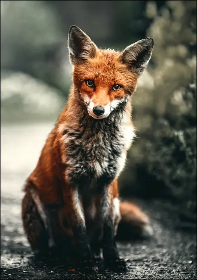 Qui a invoqueé Cabaro le lion ?