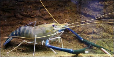 Que sont les ouassous que l'on trouve en Guadeloupe ?