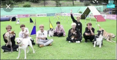 Quels membres ont des chiens ?