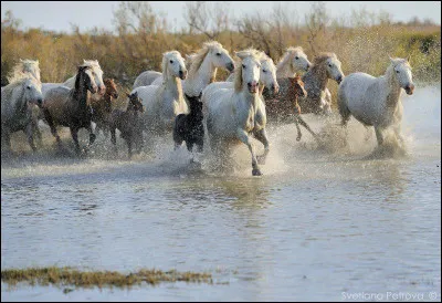 Pays de l'eau, des herbes hautes, des chevaux sauvages, des flamants roses et des taureaux, on ne présente plus cette microrégion prise dans le delta du Rhône, c'est ?